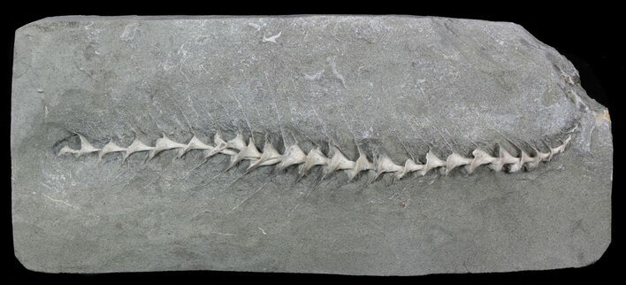 Archimedes Screw Bryozoan Fossil - Illinois #57889